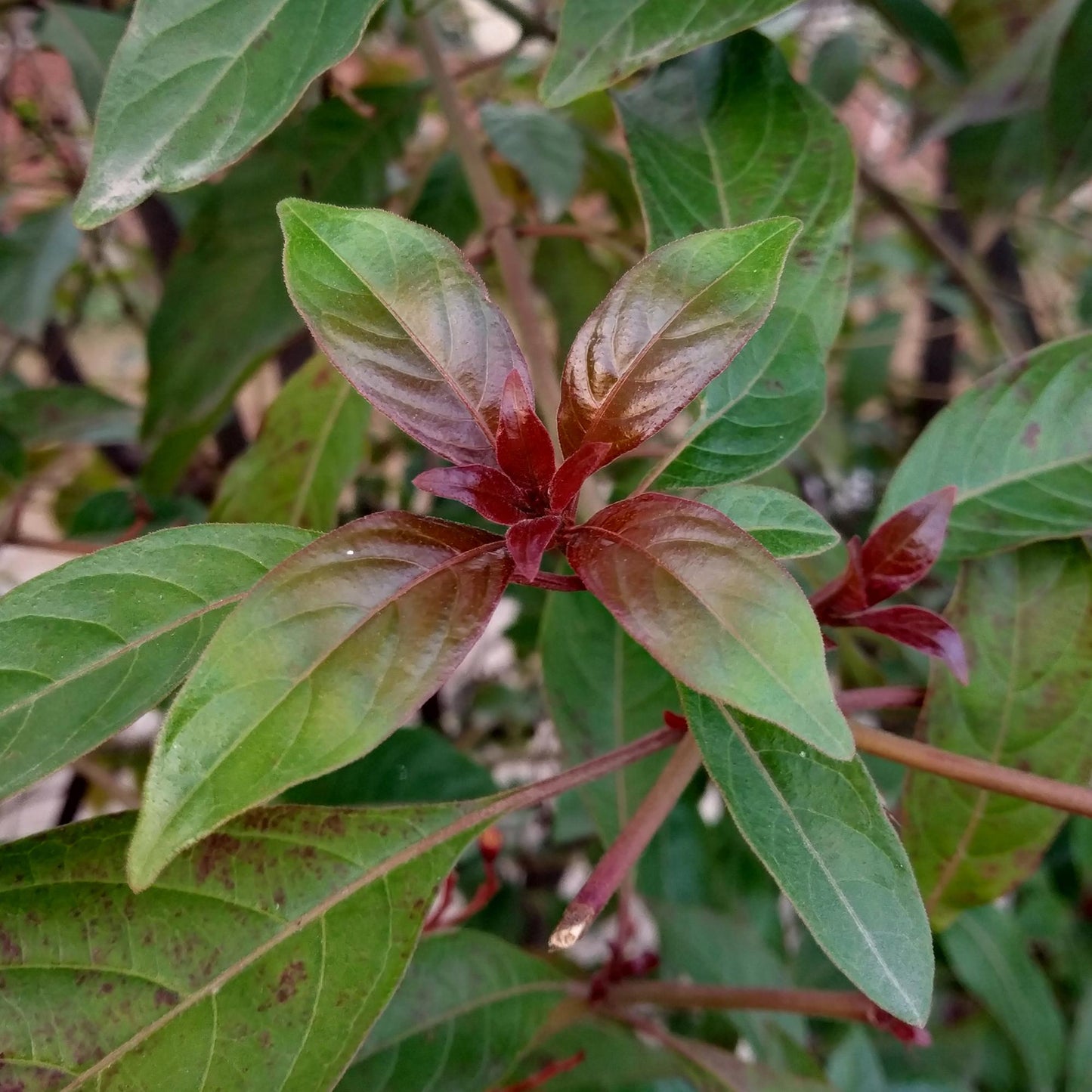 Cornus alba 'Kesselringii' - Kornoelje - hoogte 45cm