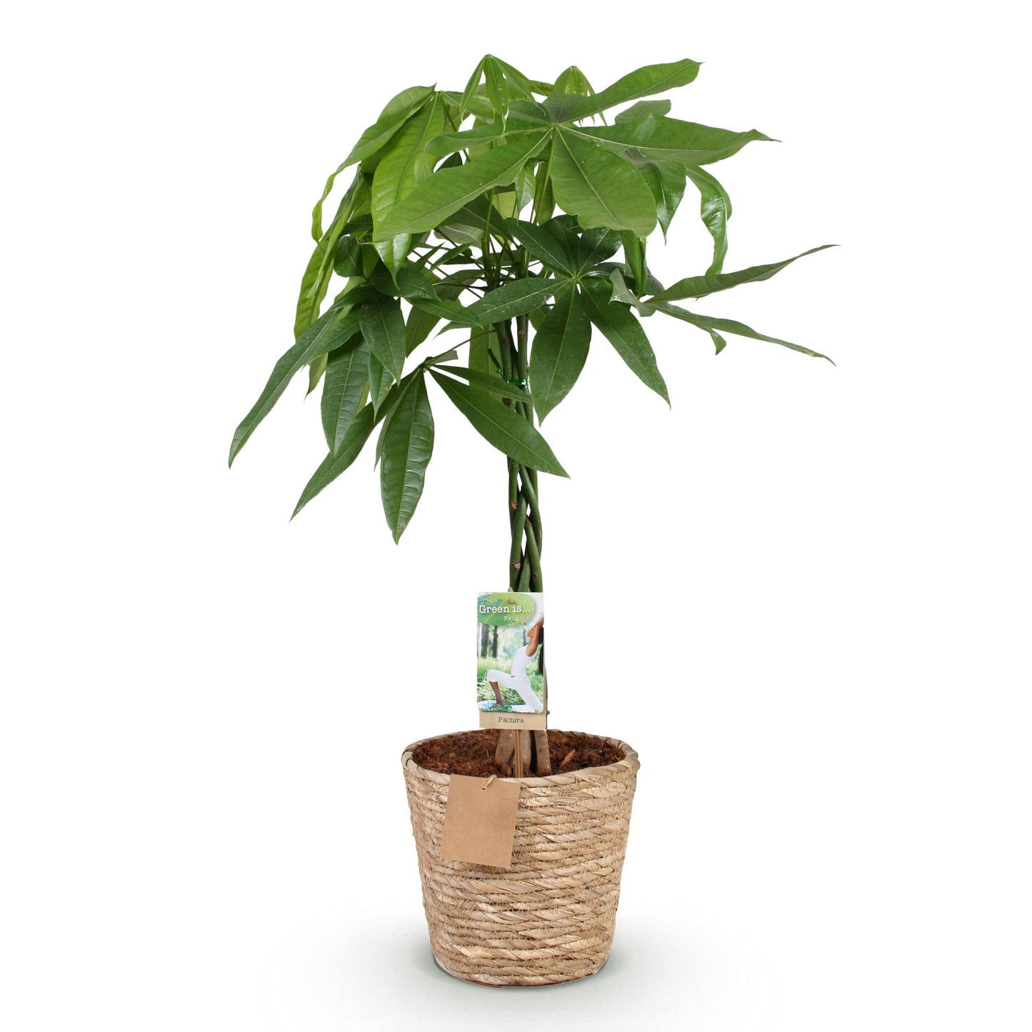 Pachira Aquatica gevlochten stam - Geldboom - incl. mand - pot 21cm - hoogte 80-90cm