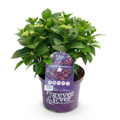 Hydrangea 'Forever & Ever Purple' - Paarse Hortensia - 7-12 bloemen - hoogte 55cm