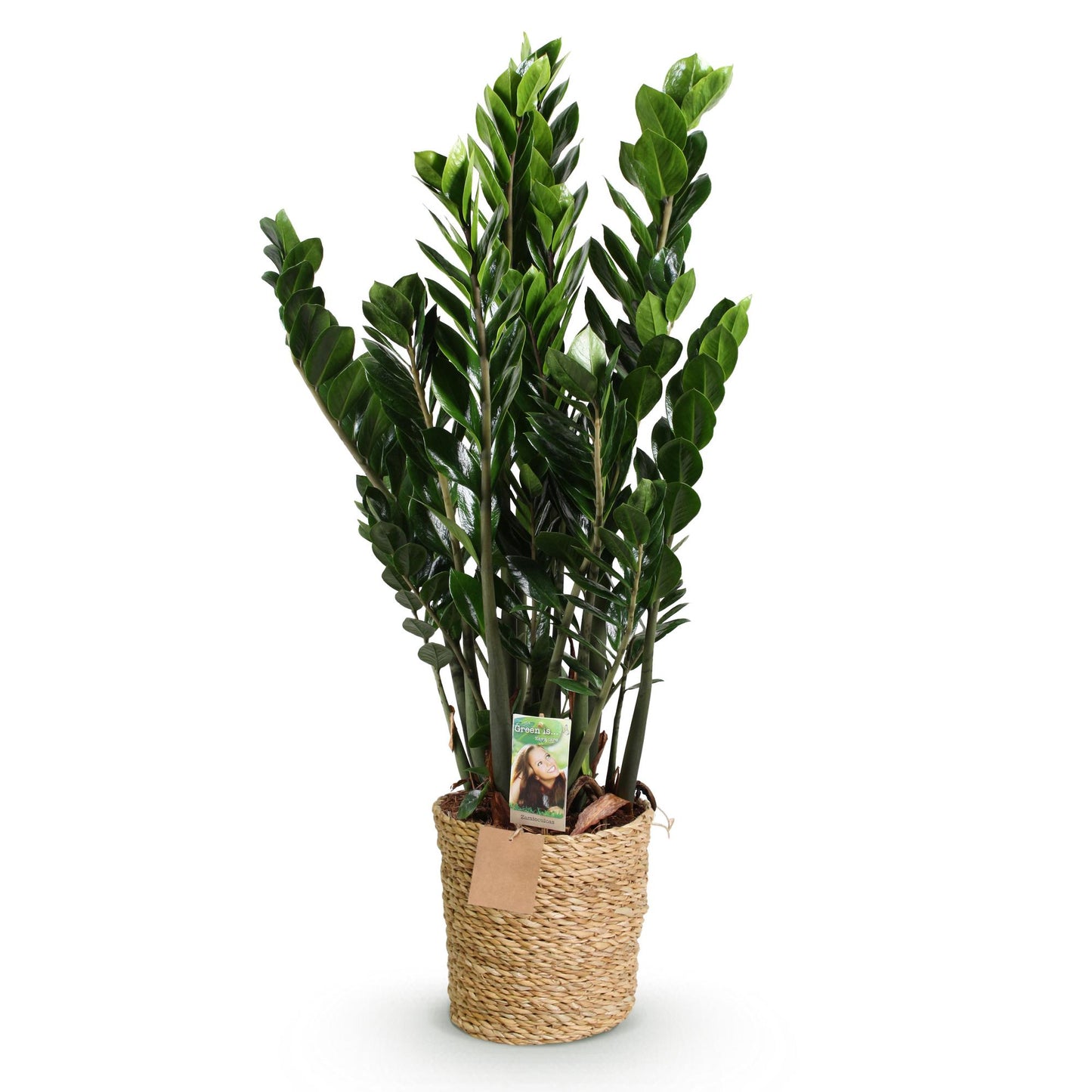 Zamioculcas - ZZ-plant - incl. mand - pot 21cm - hoogte 80-90cm
