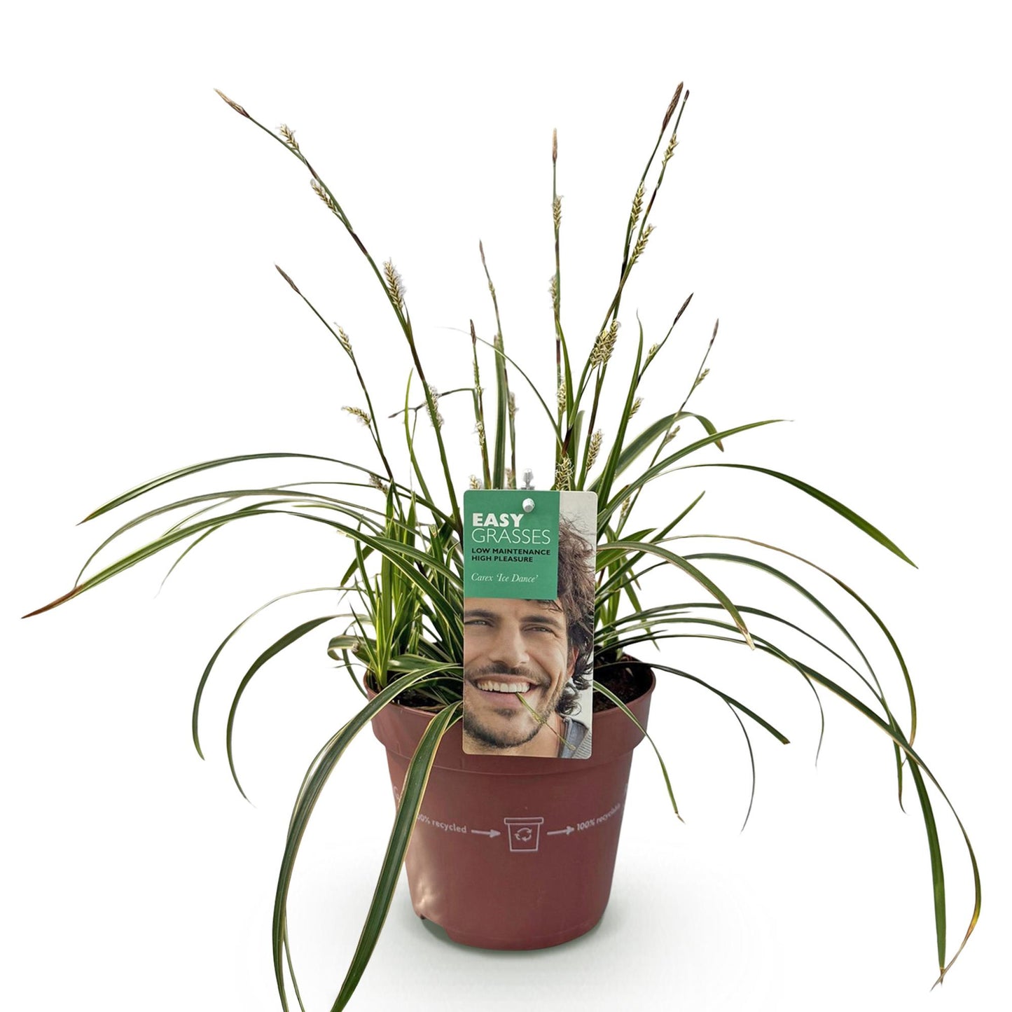 Green boutiQ - Siergrassen - Carex morrowii Ice Dance  - Wit & Groen - 1 Planten - Groenblijvend - Winterhard - Pot 17cm Hoogte 50cm