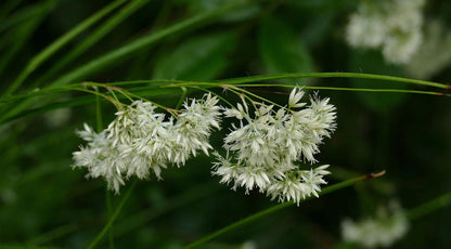 Luzula nivea - Witte veldbies