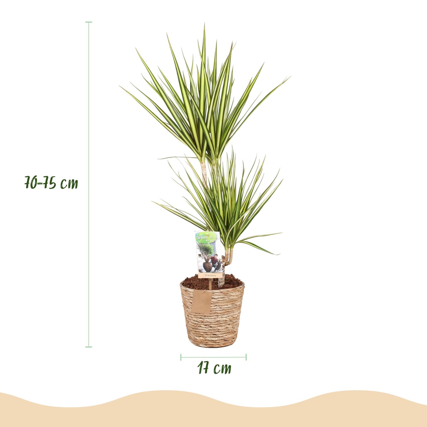 Dracaena Sunray - Drakenbloedboom - incl. mand - 1 plant - pot 17cm - hoogte 70-75cm
