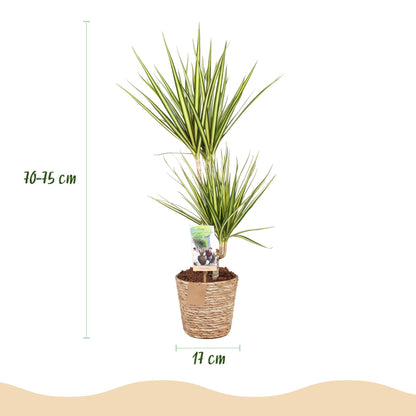 Dracaena Sunray - Drakenbloedboom - incl. mand - 1 plant - pot 17cm - hoogte 70-75cm