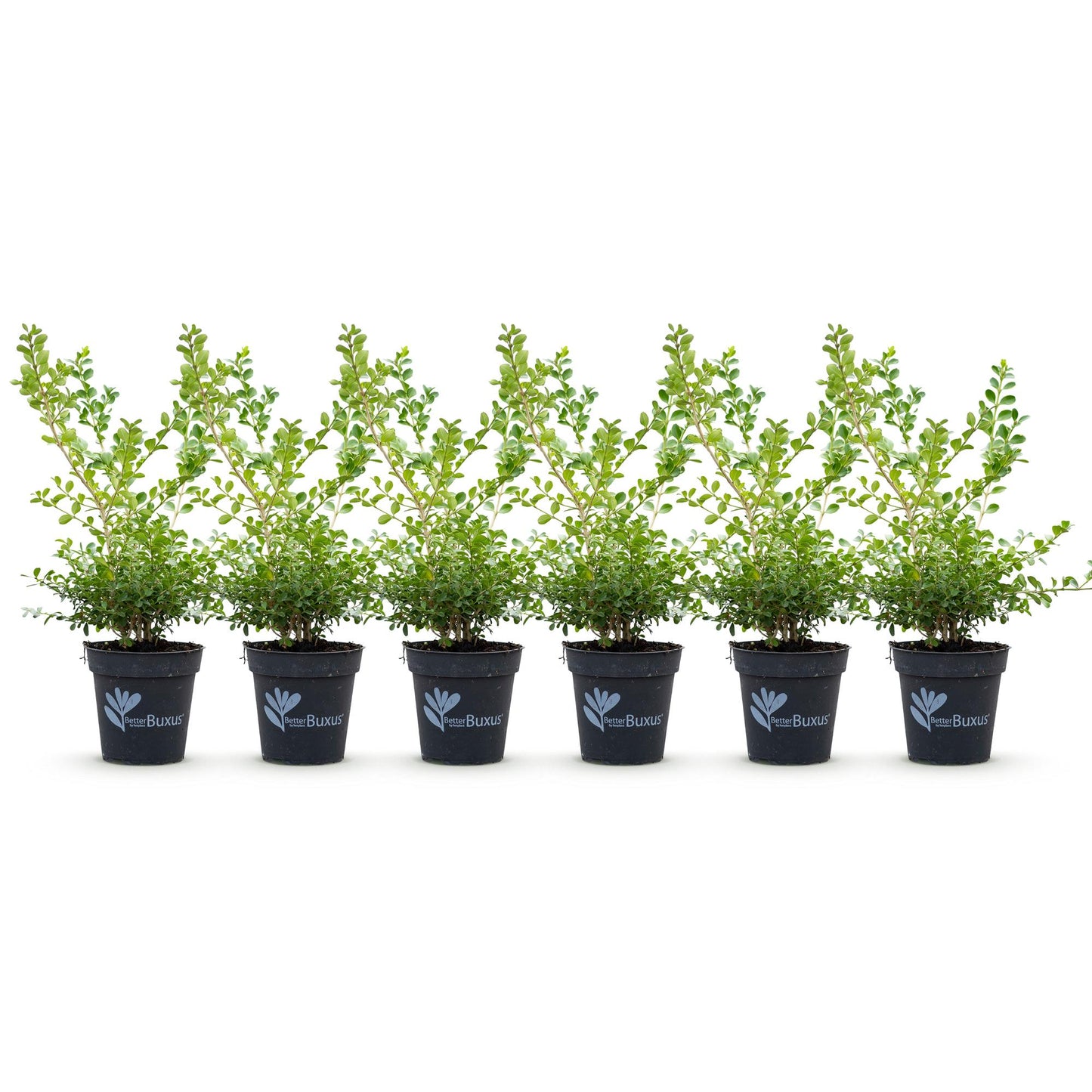 Buxus 'Babylon Beauty' - Resistant tegen de Buxus schimmel - 6 planten - 1 strekkende meter - pot 13cm hoogte 30-35
