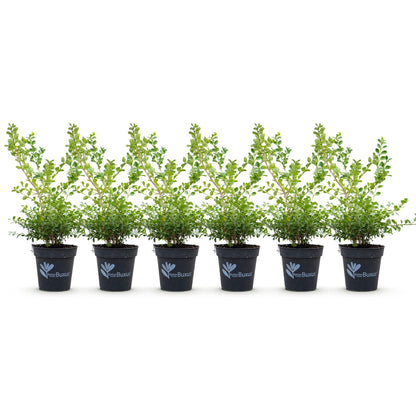 Buxus 'Babylon Beauty' - Resistant tegen de Buxus schimmel - 6 planten - 1 strekkende meter - pot 13cm hoogte 30-35