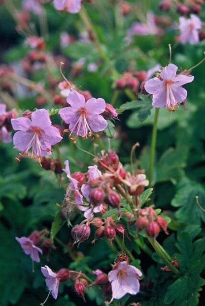 Geranium macrorrhizum 'Ingwersen's Variety' - Ooievaarsbek
