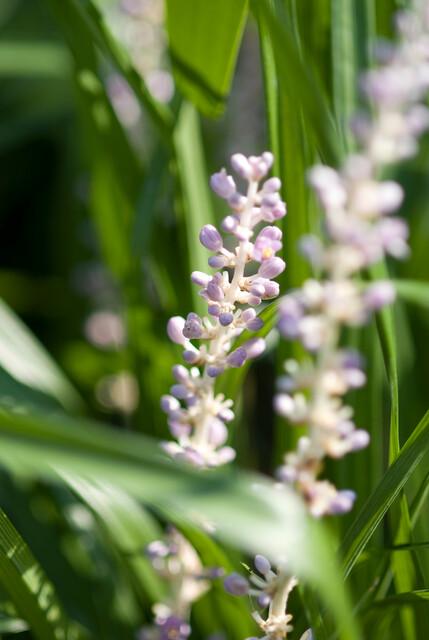 Liriope muscari 'Monroe White' - Leliegras