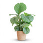 Calathea Orbifolia met Zeegras mand naturel - 65cm - Ø21