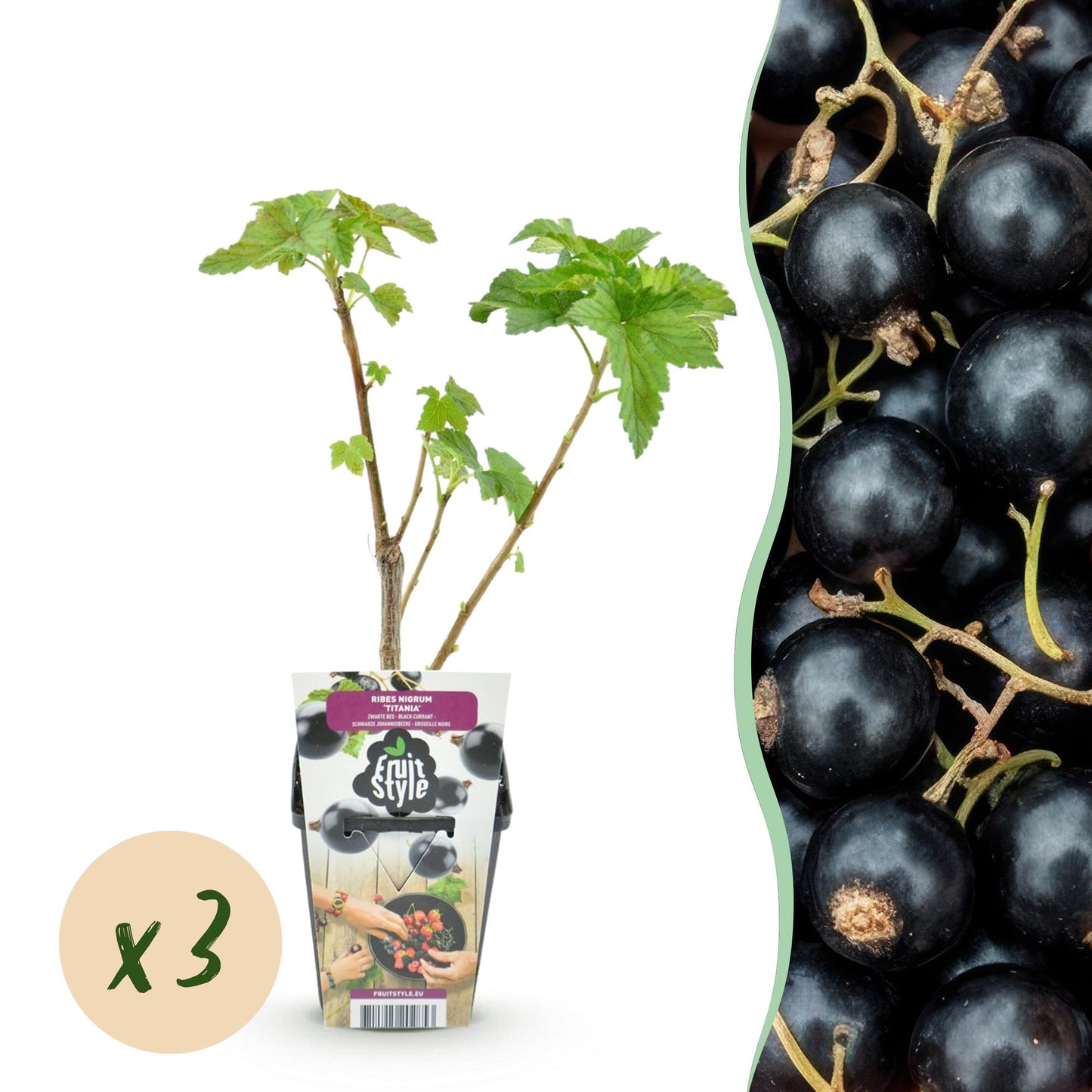 Ribes nigrum 'Titania' - Zwarte bes - 3 planten - Pot 9cm