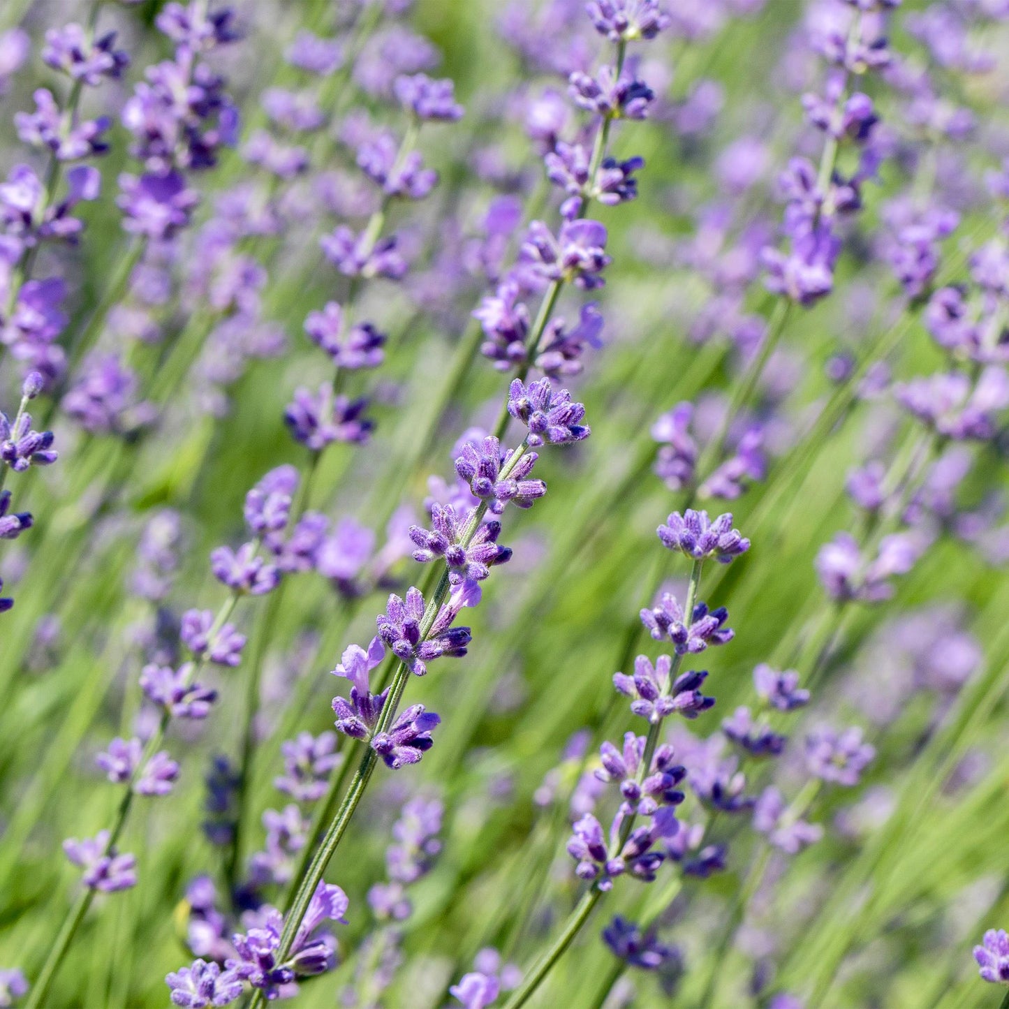 Lavandula angustifolia 'Hidcote' - Lavendel