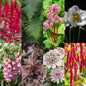 Green boutiQ - Borderpakket - Schaduw - 24 Vaste planten - 3 m2 - Diversen kleuren - Weinig Onderhoud - Pot 11cm