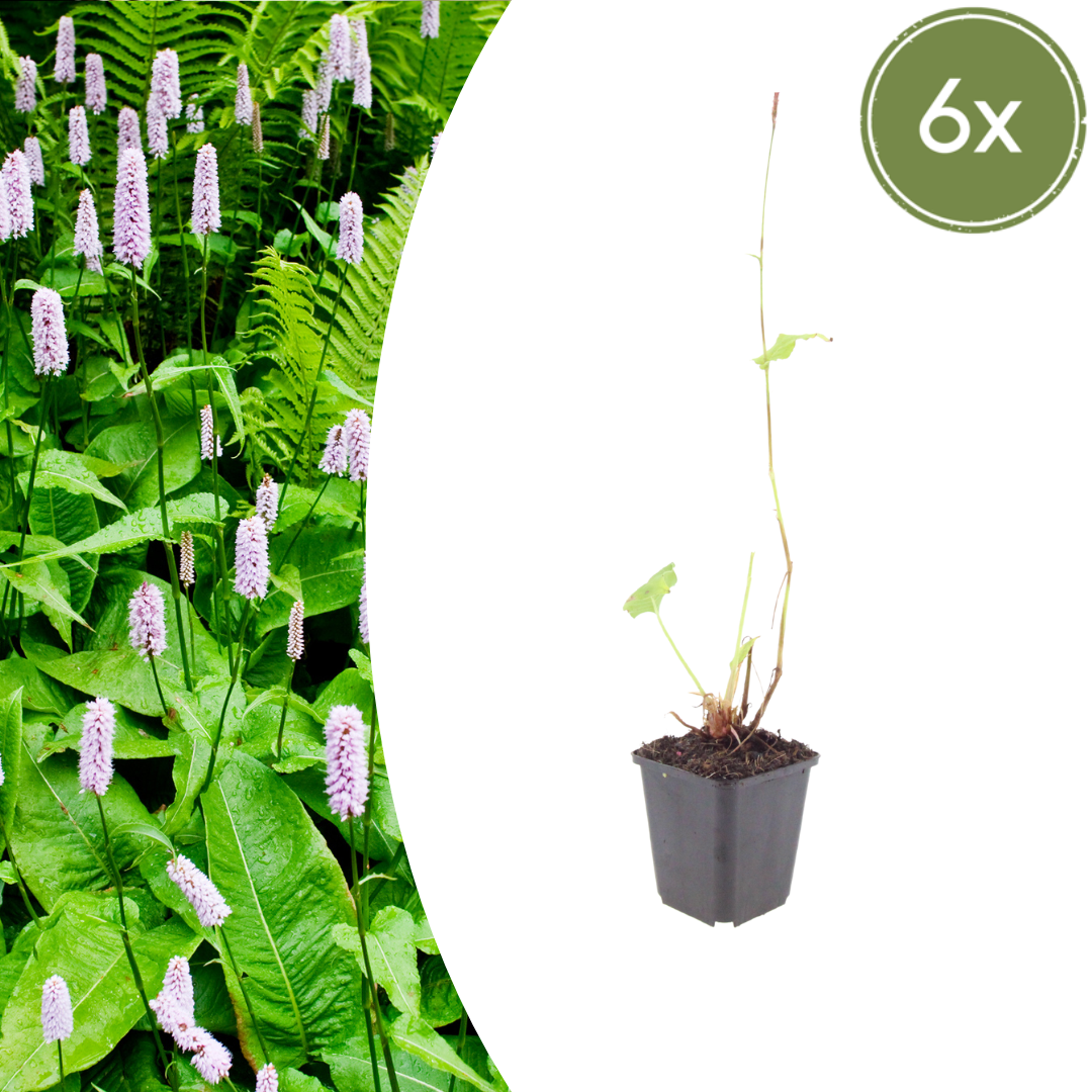 Persicaria amplexicaulis 'Alba' - Duizendknoop