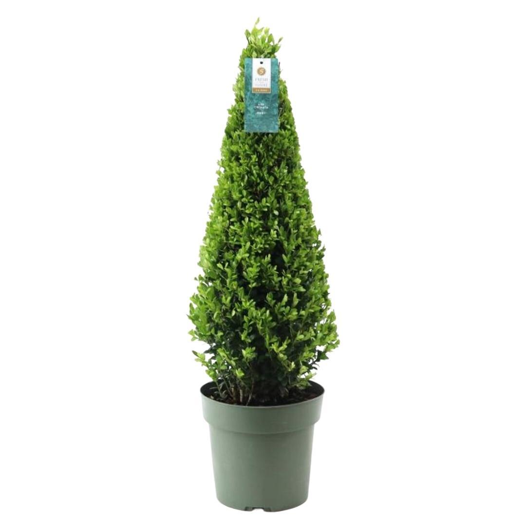Ilex crenata 'Piramide' - wintergroene Japanse Hulst
