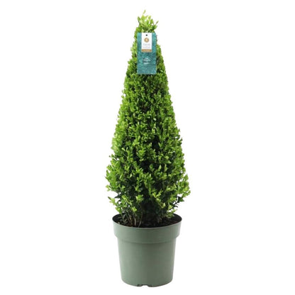 Ilex crenata 'Piramide' - wintergroene Japanse Hulst