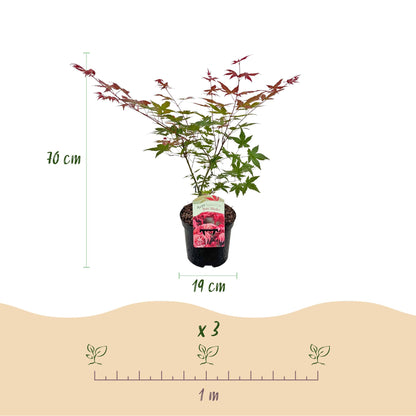 Acer palmatum 'Beni Maiko' - Japanse Esdoorn - hoogte 70cm