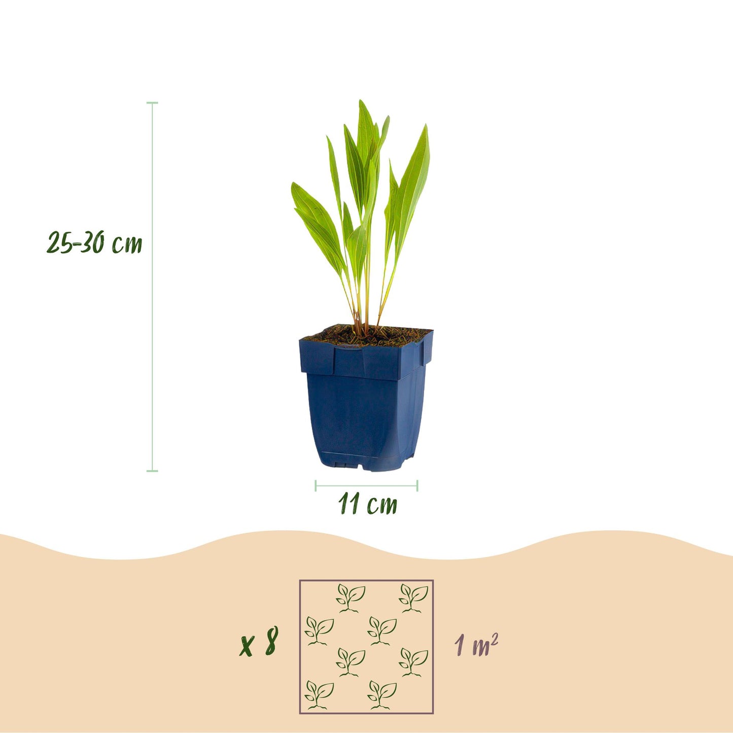 Borderpakket - Bijen en Vlinderlokkend - vaste planten - 1 m2