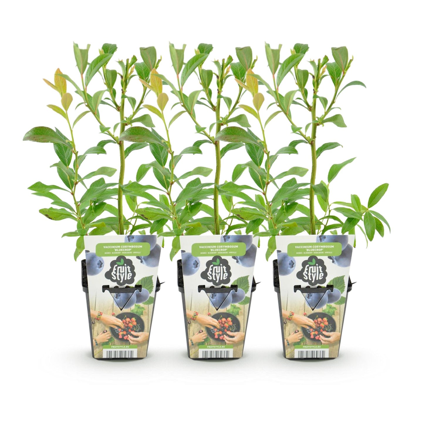 Vaccinium corymbossum 'Bluegold' - Blauwe bes - 3 planten - Pot 9cm