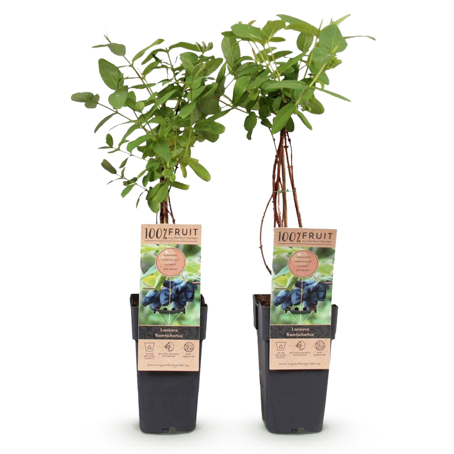 Lonicera caerulea 'Kamchatika' - Honingbes - 2 planten - Pot 15cm - Hoogte 50cm