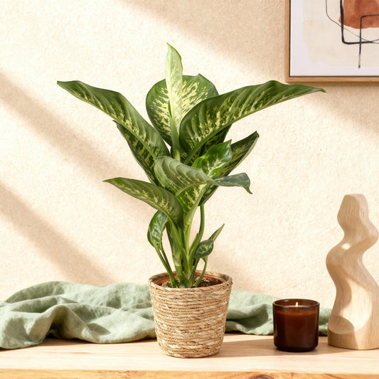 Diefenbachia Tropic Snow - Dieffenbachia - incl. mand - pot 21cm - hoogte 90-100cm
