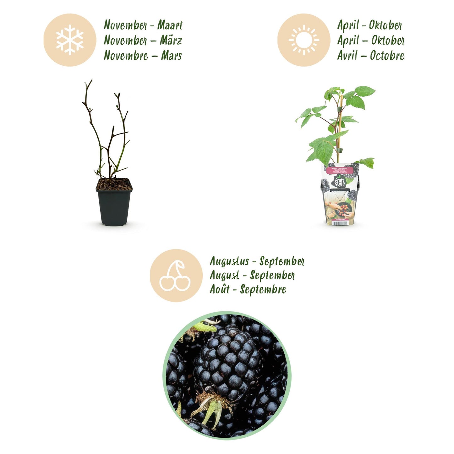 Rubus 'Black Satin' - Zwarte Braam