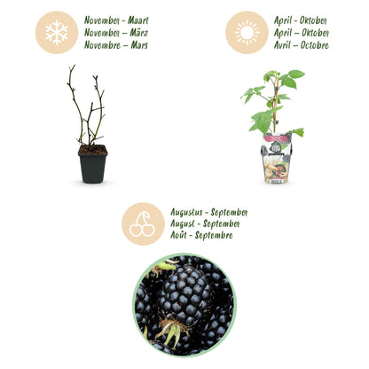 Rubus 'Black Satin' - Zwarte Braam