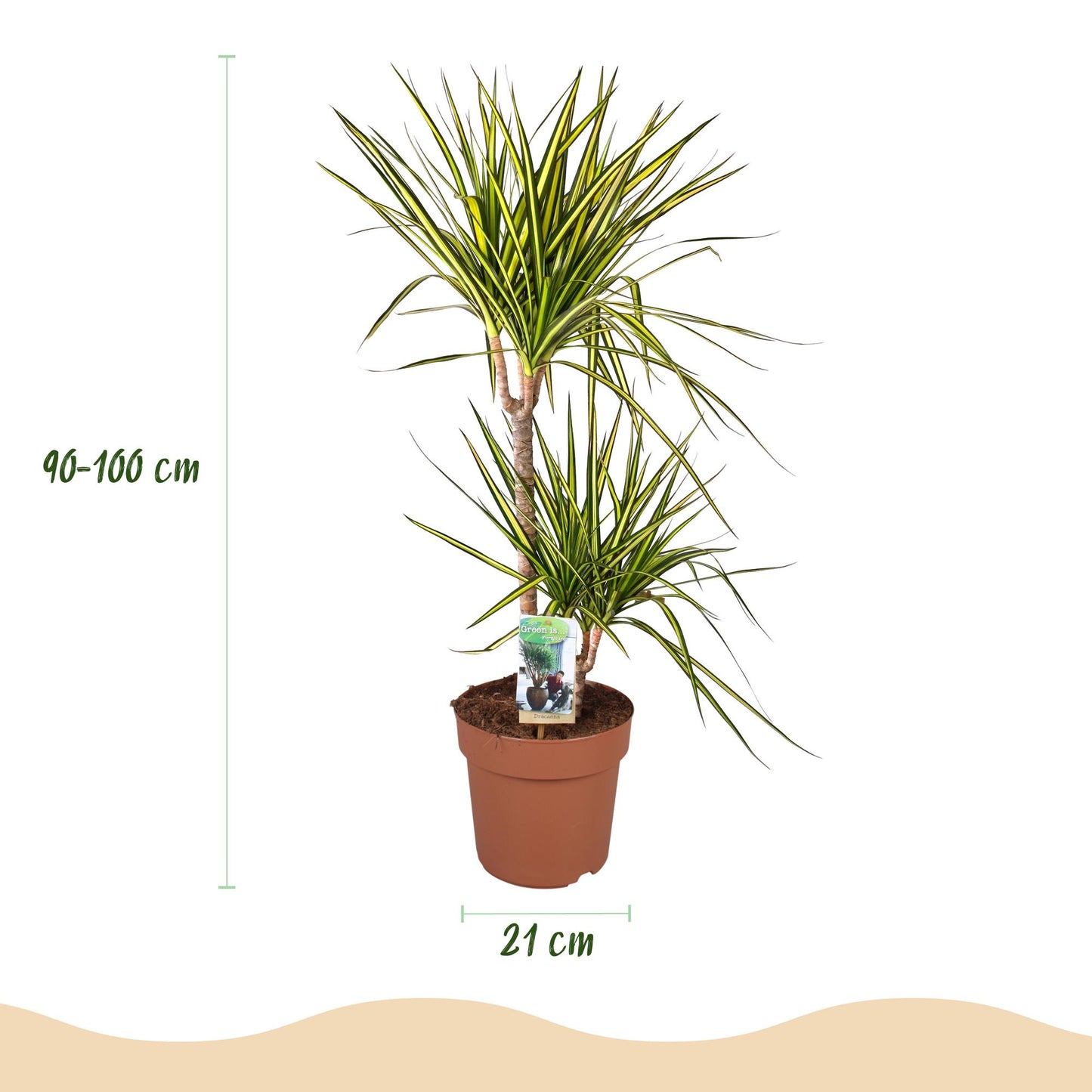 Dracaena Sunray - Drakenbloedboom - incl. pot wit - pot 21cm - hoogte 90-100cm