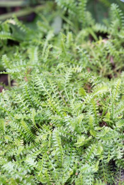 Leptinella squalida - Koperknoopje