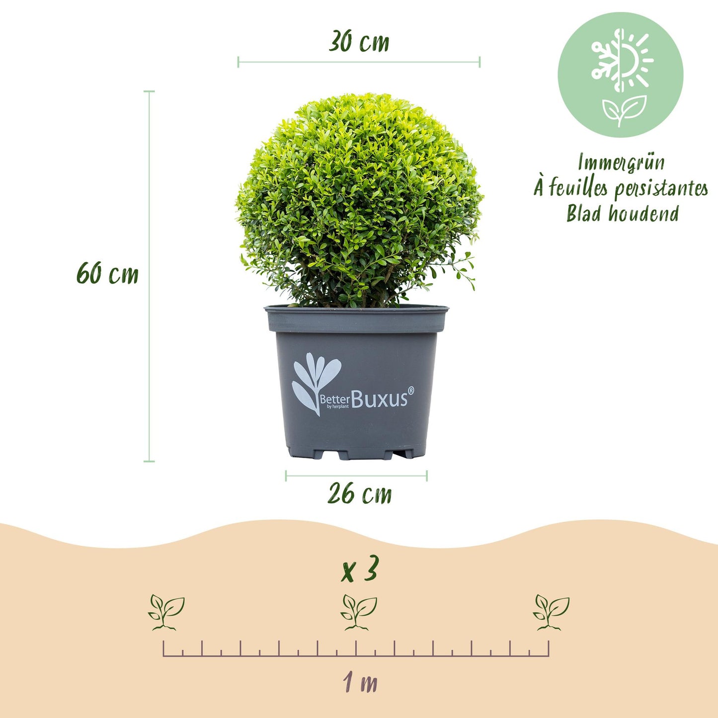 Buxus 'Skylight' - Resistant tegen Buxus Schimmel - 1 planten - pot 26cm bol 30cm