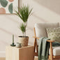 Dracaena Marginata - Drakenbloedboom - incl. mand - 1 plant - pot 17cm - hoogte 70-80cm