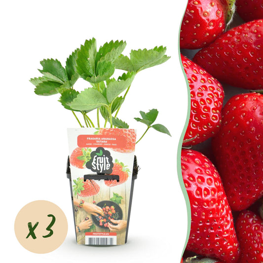 Fragaria 'Elvira' - winterharde Aardbei - 3 planten - Pot 9cm