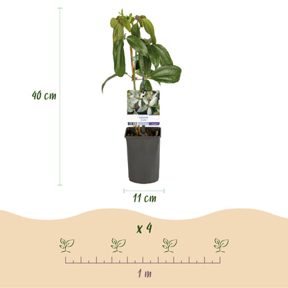 Clematis armandii - groenblijvende Clematis - 1 plant - Pot 11cm - Hoogte 40cm