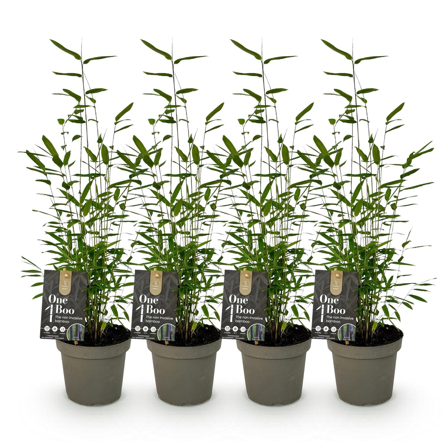 Green boutiQ - Bamboe - Fargesia Black Dragon - Groen - 4 Planten - Bladhoudend - Niet Woekerend- Pot 14cm Hoogte 35cm