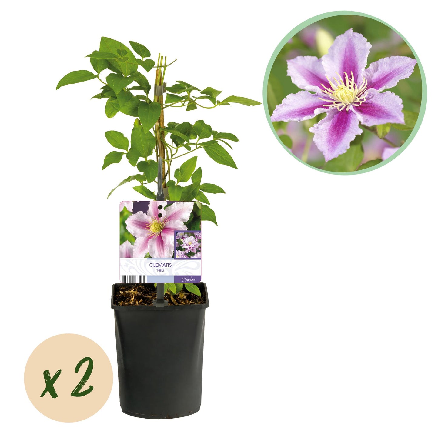 Clematis 'Piilu' - Clematis - Pot 11cm - Hoogte 40cm