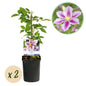 Clematis 'Piilu' - Clematis - Pot 11cm - Hoogte 40cm