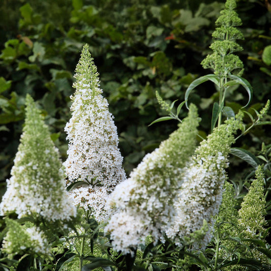 Buddleja davidii 'White Profusion' - Vlinderstruik - hoogte 45cm