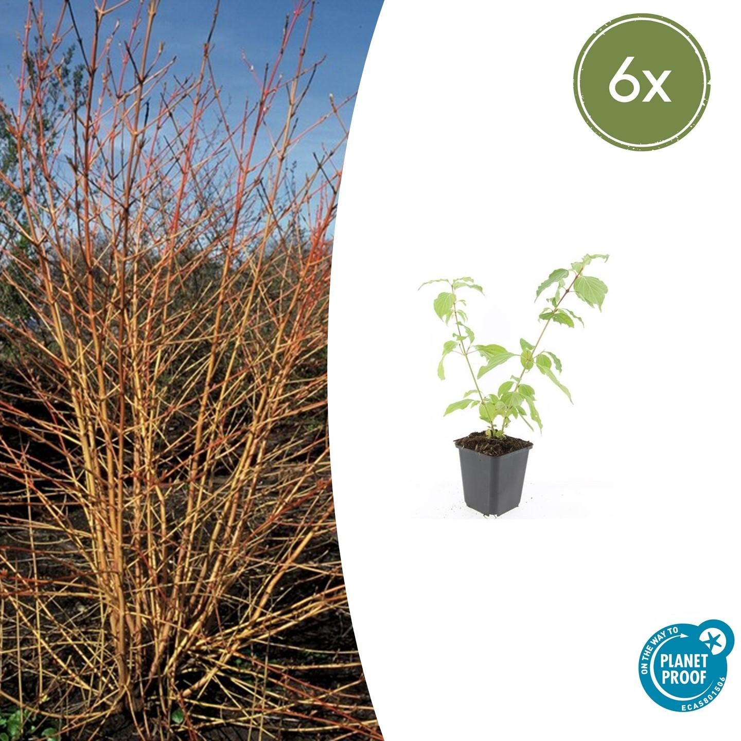 Cornus sang. 'Anny's Winter Orange' - Rode Kornoelje