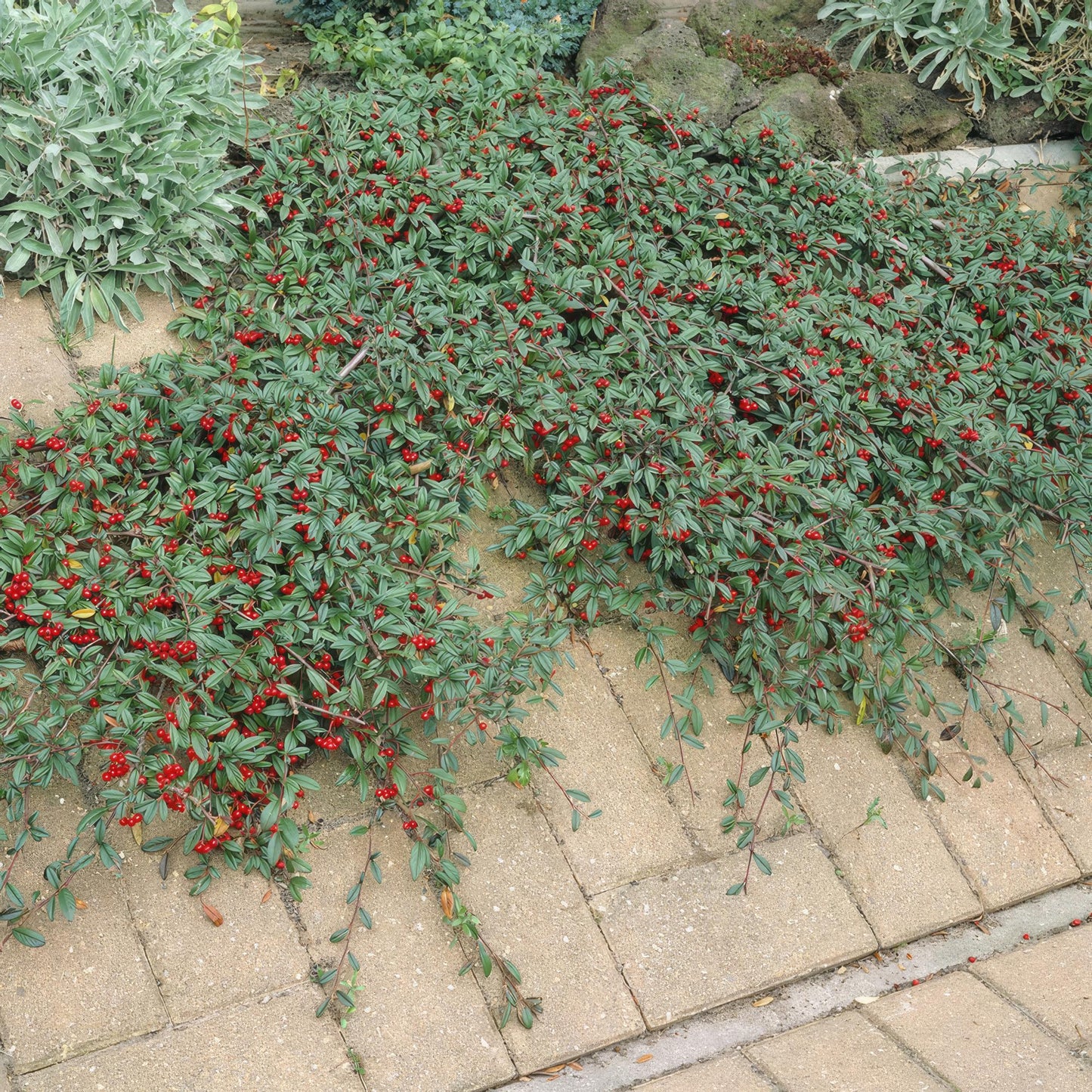 Cotoneaster dammeri - Dwergmispel