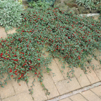 Cotoneaster dammeri - Dwergmispel