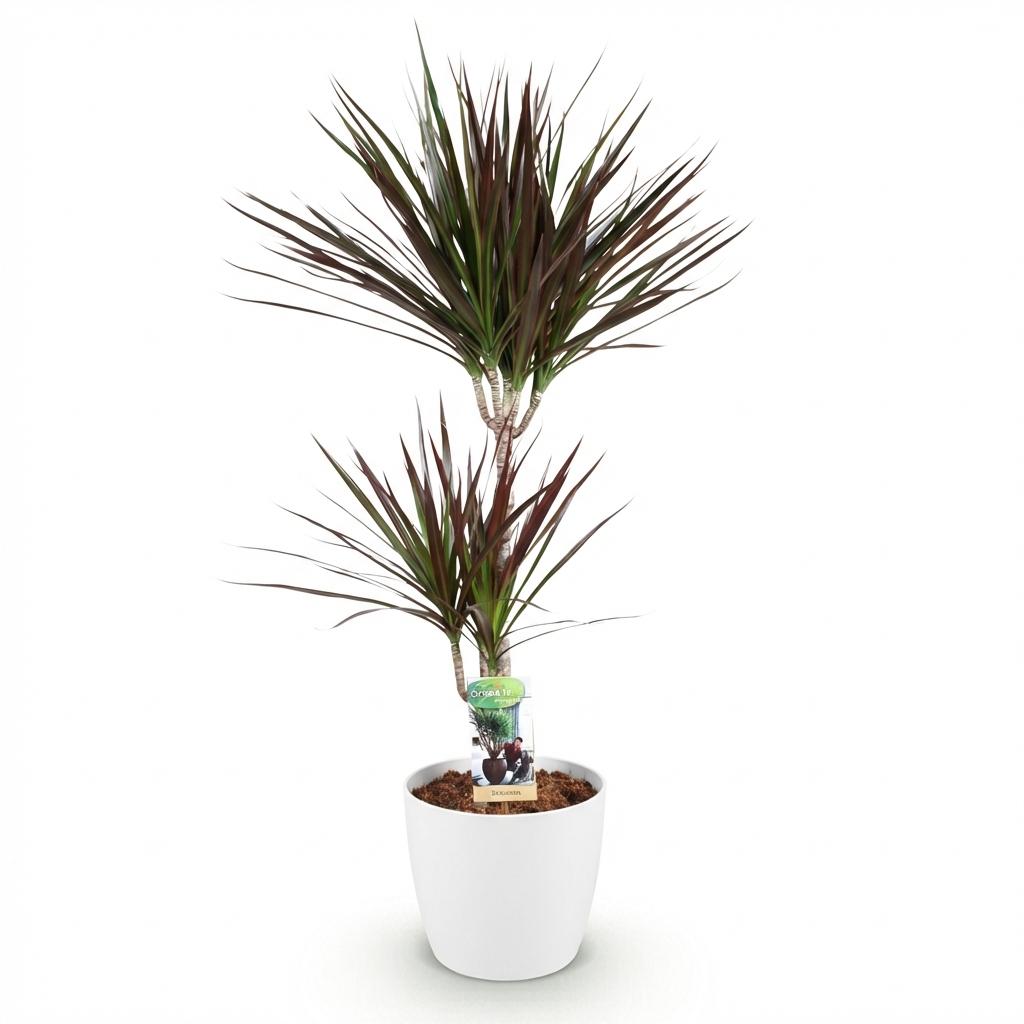 Dracaena Magenta - Drakenbloedboom - incl. pot wit - pot 21cm - hoogte 90-100cm