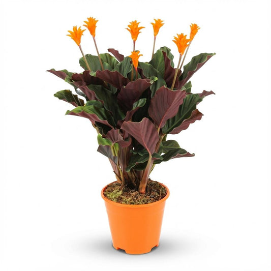 Calathea Crocata - Ø 14 cm - Hoogte: 40 - 45cm