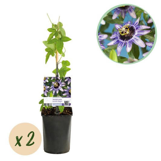 Passiflora 'Damsels Delight' - Passiebloem