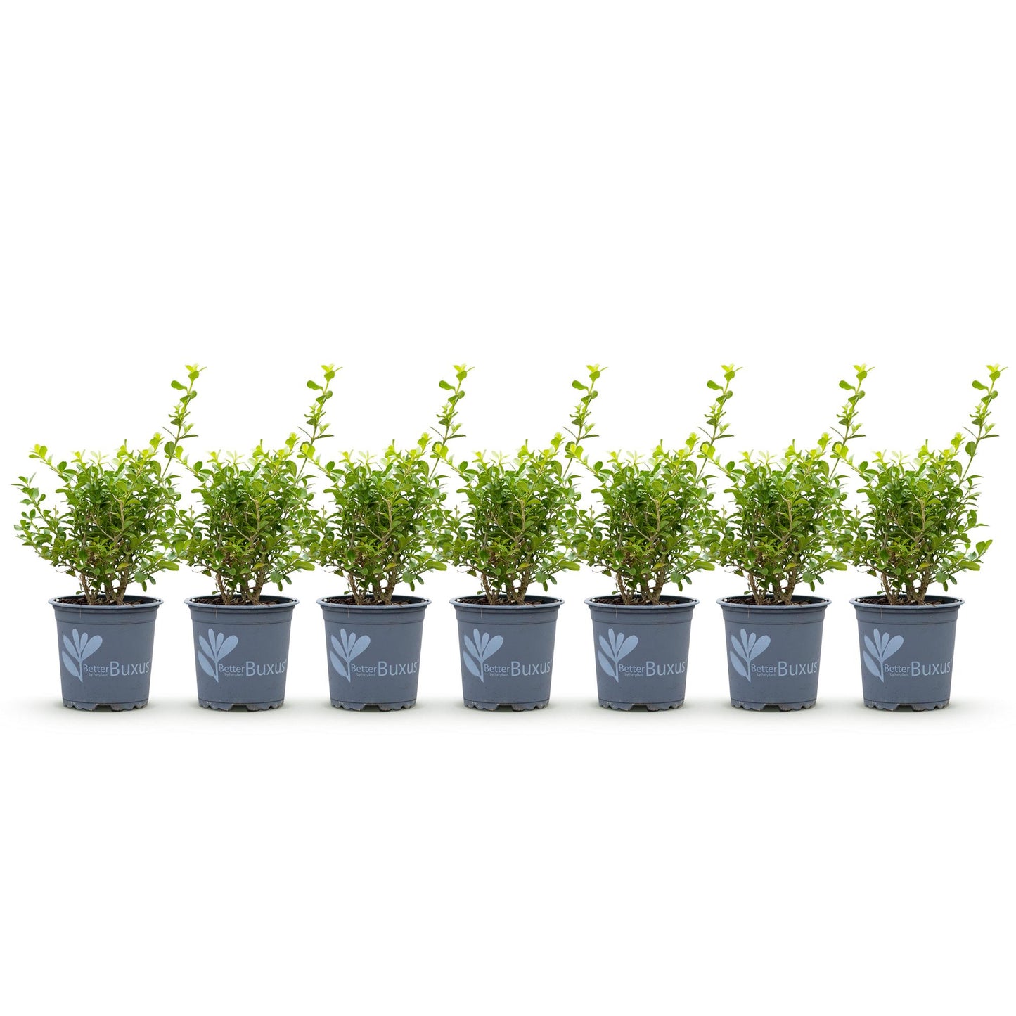 Buxus 'Babylon Beauty' - Resistant tegen de Buxus Schimmel - 7 planten - 1 strekkende meter - pot 10,5cm hoogte 25-30