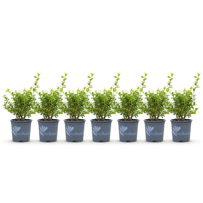 Buxus 'Babylon Beauty' - Resistant tegen de Buxus Schimmel - 7 planten - 1 strekkende meter - pot 10,5cm hoogte 25-30
