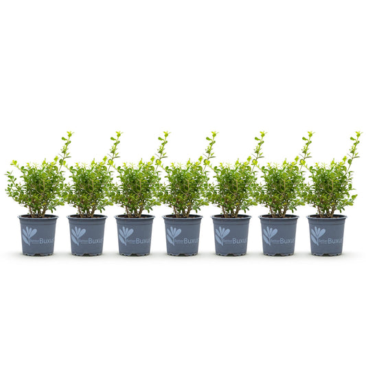 Buxus 'Babylon Beauty' - Resistant tegen de Buxus Schimmel - 7 planten - 1 strekkende meter - pot 10,5cm hoogte 25-30