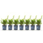 Buxus 'Babylon Beauty' - Resistant tegen de Buxus Schimmel - 7 planten - 1 strekkende meter - pot 10,5cm hoogte 25-30