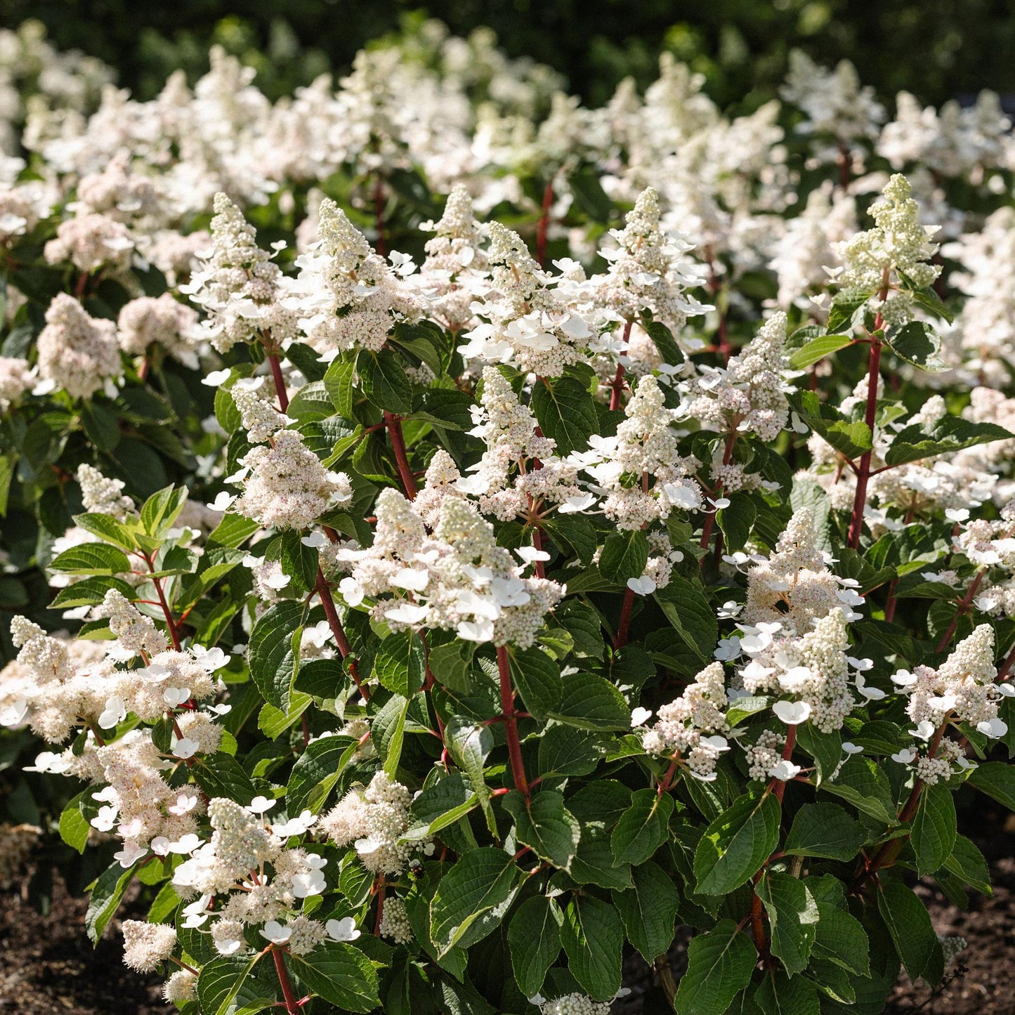 Hydrangea panniculata 'Living Infinity' - Pluimhortensia - hoogte 20-30cm