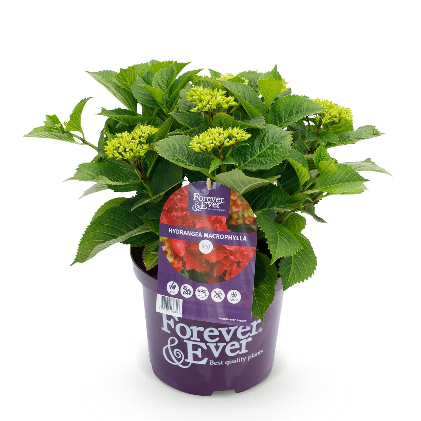 Hydrangea 'Forever & Ever Red' - Rode Hortensia - 7-12 bloemen - hoogte 55cm