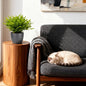 Green boutiQ - Kamerplant - Bamusa Pogonatherum Monica - Bamboegras - Huisdiervriendelijke Plant - Groen - 1 Plant - met Potter Grijs - Pot 12cm - Hoogte 20cm