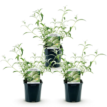 Green boutiQ - Tuinplant - Buddleja davidii White Profusion - Vlinderstruik - Winterhard - Wit - 3 Planten - Pot 17cm - Hoogte 45cm